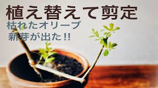 Sprouts From Withered Olives Replant And Prune 枯れたオリーブから新芽 植え替えて剪定をする Youtube