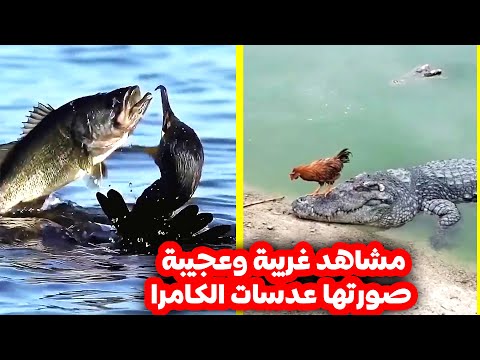مشاهد رائعة وغير متوقعة! لحظات من الطبيعة خالفت قوانين الطبيعة!