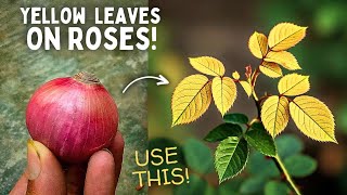 5-STEPS To Treat Yellow leaves On Roses! Essential Steps To Nurture Yellow Roses
