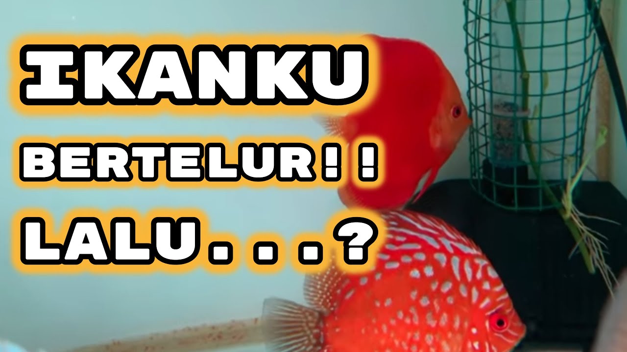 TOLONGGG IKAN DISCUS SAYA BERTELUR, LALU?? - ZORA DLC CASE #3