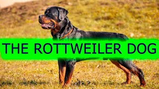 EL PERRO ROTTWEILER