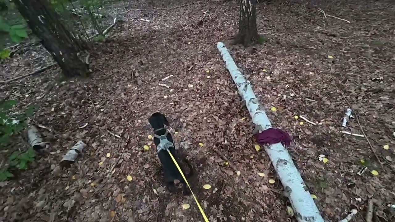 YouTube player