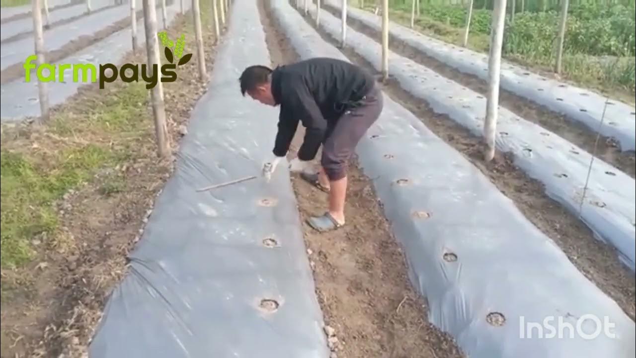 How to use Plastic Mulch for your Garden YouTube