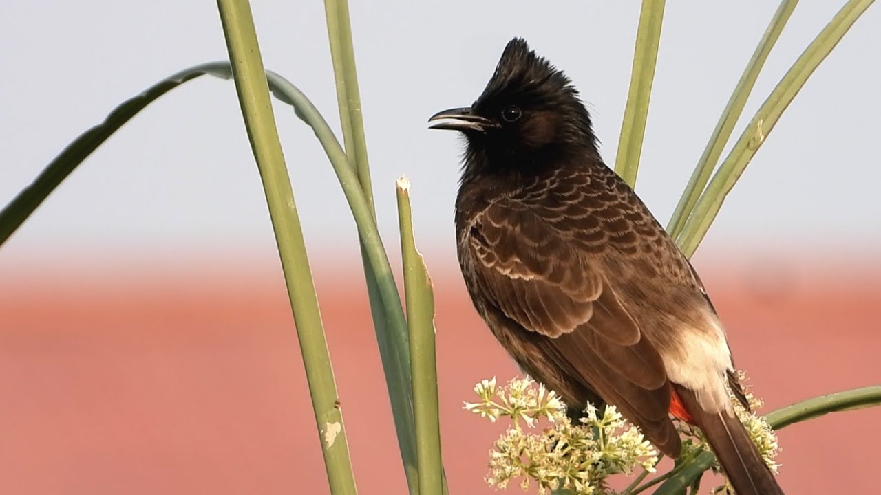 4k animal wildlife | animal live | animal film relaxing with nature sounds