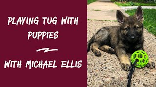 Playing Tug with Puppies  With Michael Ellis (Power of Playing Tug with Your Dog)