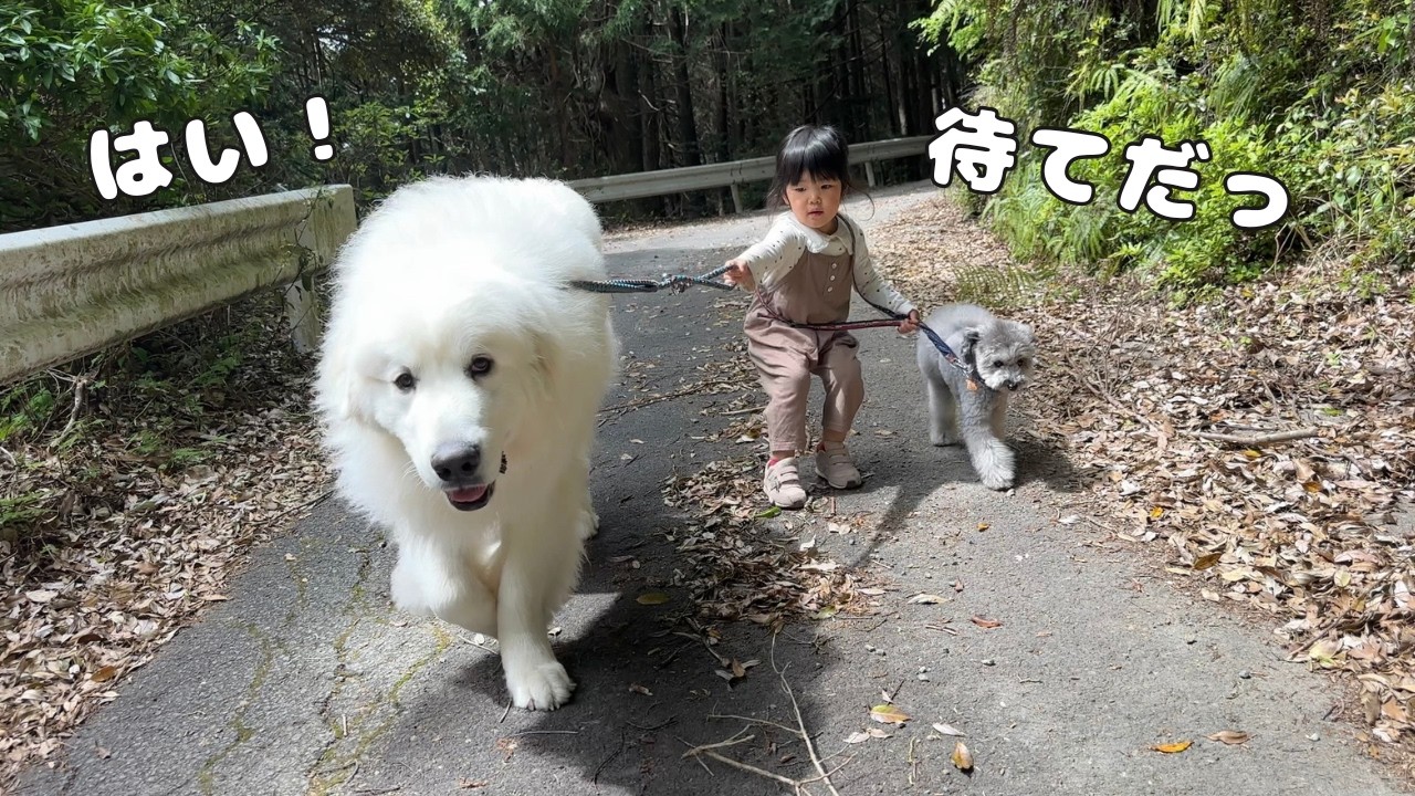 すごい…】3歳児より5倍大きくなった弟と狂犬と散歩に行くとゆう事を