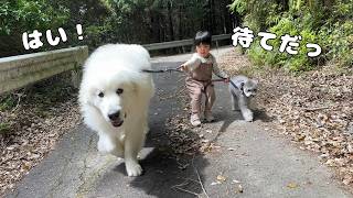 すごい…】3歳児より5倍大きくなった弟と狂犬と散歩に行くとゆう事を