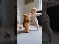 Anaya Ko gussa dila Diya Papa ne 😱 #shorts #funny #comedy #cutebaby #funnymoment #funnyreel #shorts