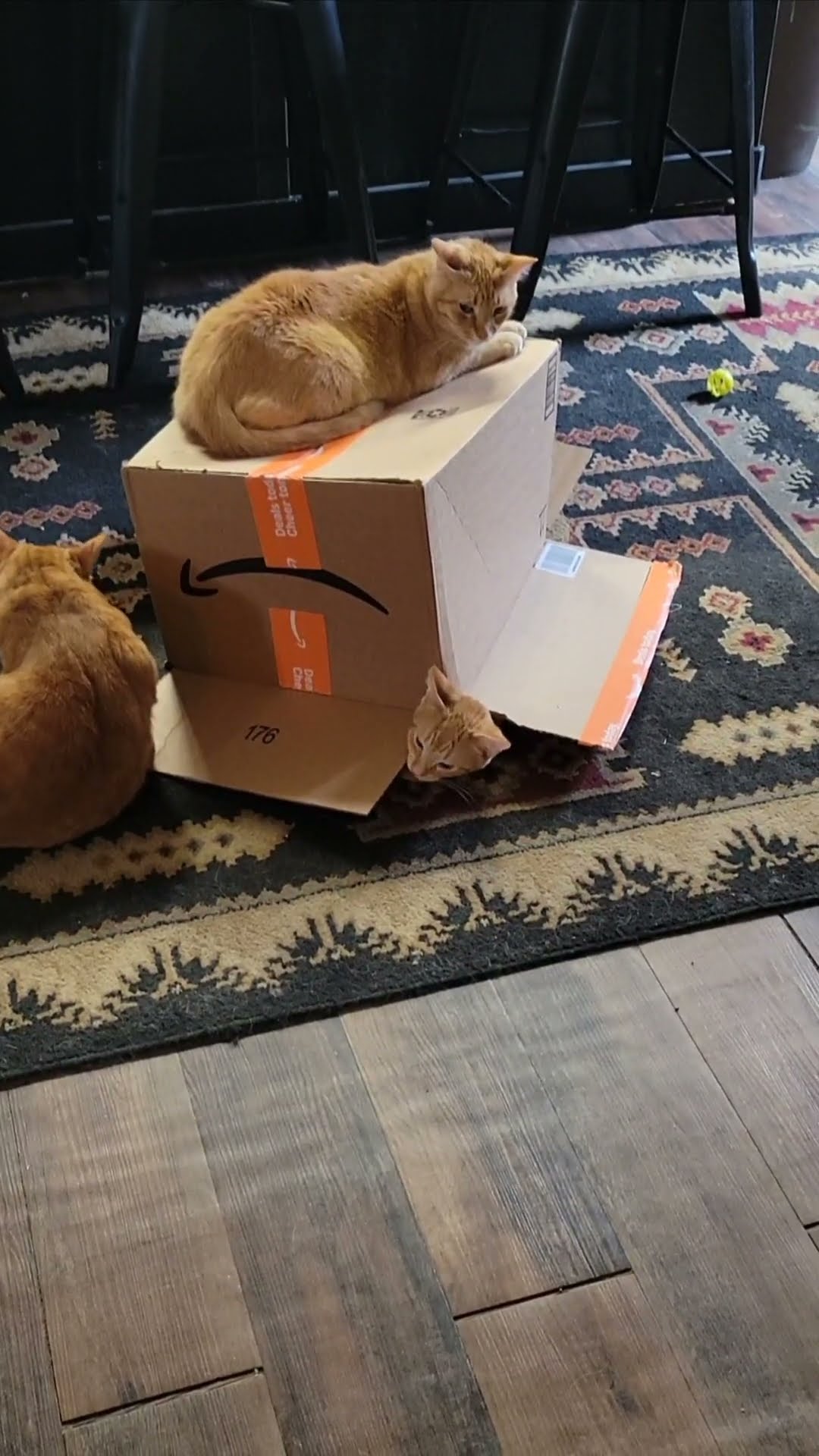 Orange Cat Emerges From Underneath Cardboard Box || ViralHog