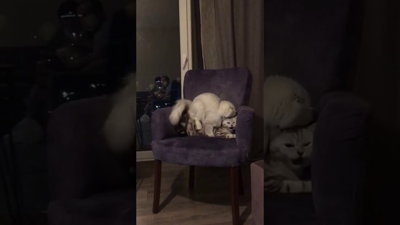Kedi çiftleşme videosu YouTube