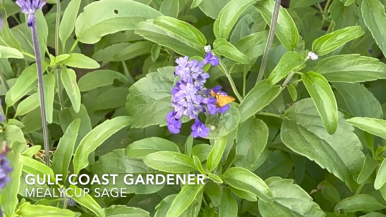 Gulf Coast Gardener - Mealycup Sage / Fiery Skipper