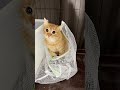 チャイさんの暮らし⑪。#保護猫