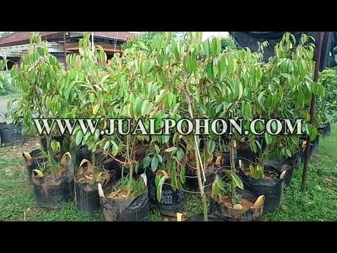 Pesan Sekarang: Pohon Durian Bawor untuk Kebun Anda