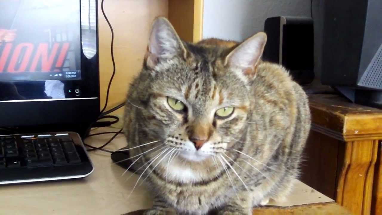 A Cat In My Room YouTube