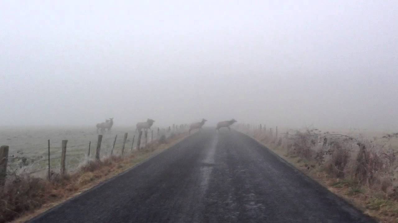 Elk Buckley washington YouTube