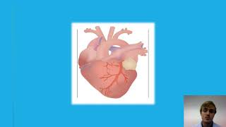 Voluntary And Involuntary Muscle - Cardiac, Smooth, And Skeletal