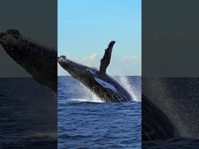 The Whale Watching Experience is Incredible!  🐋

Experience the wonder of the Humpback Whale migration with expert comm