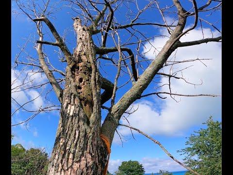 Rotten top- Big dead Ash tree removal - YouTube