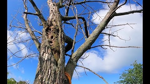 Rotten top- Big dead Ash tree removal