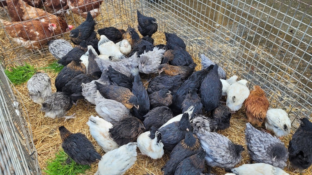 Tavuk pazarı 28 02 2026