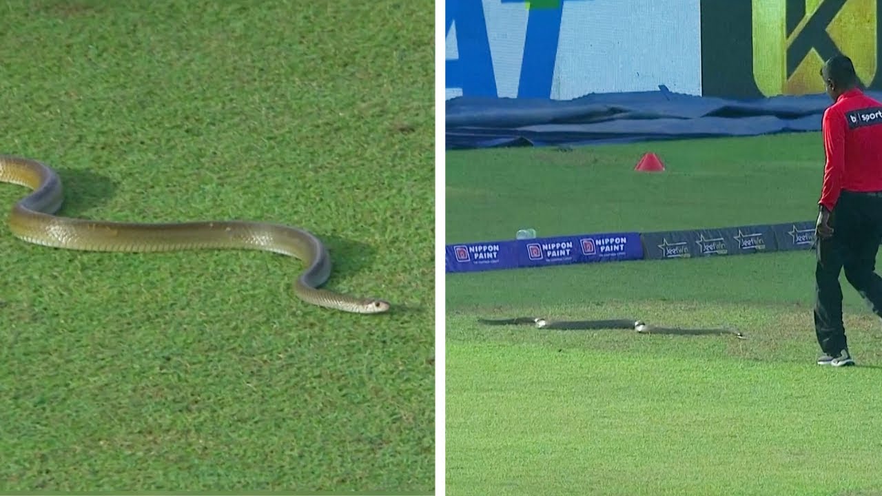 A Giant Snake Crashed A Cricket Match In Sri Lanka And Completely Stole The Show