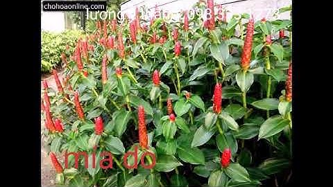 Mía dò chữa xơ gan, suy thận