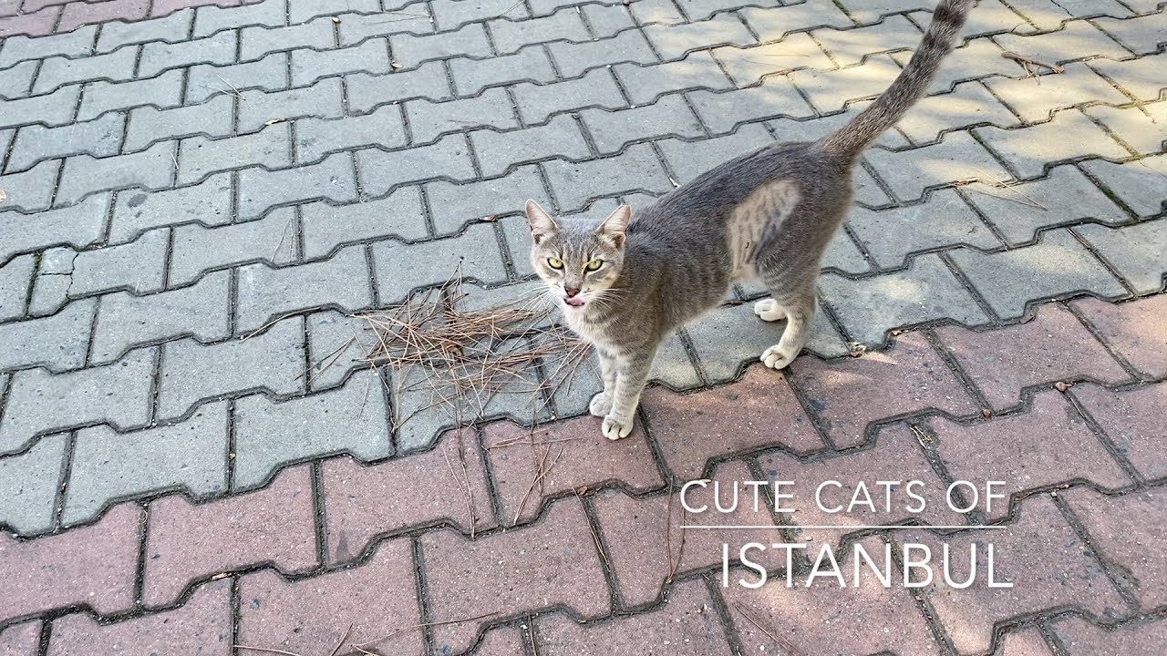 How To Get A Stray Cat Spayed