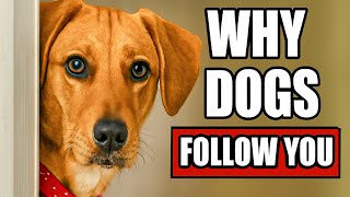 If Your Dog Follows You Everywhere, THIS Is What It Means!