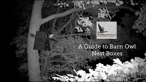 A guide to Barn Owl nest boxes