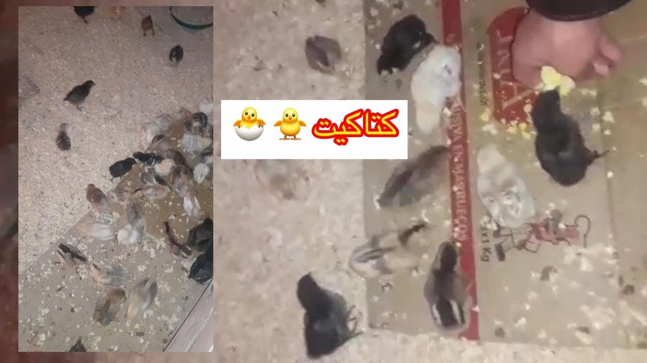 خروج كتاكيت من الفقاصة 🐣🐓- تربية الكتاكيت - شاهد كتاكت صغيرة