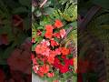 Beautiful flowers #flowers #relaxing #nature #garden #shorts