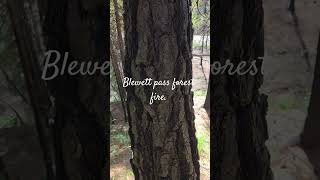 RESULT OF LAST YEARS FOREST FIRE. A BEAUTIFUL BURNED OUT FOREST. AMAZING.