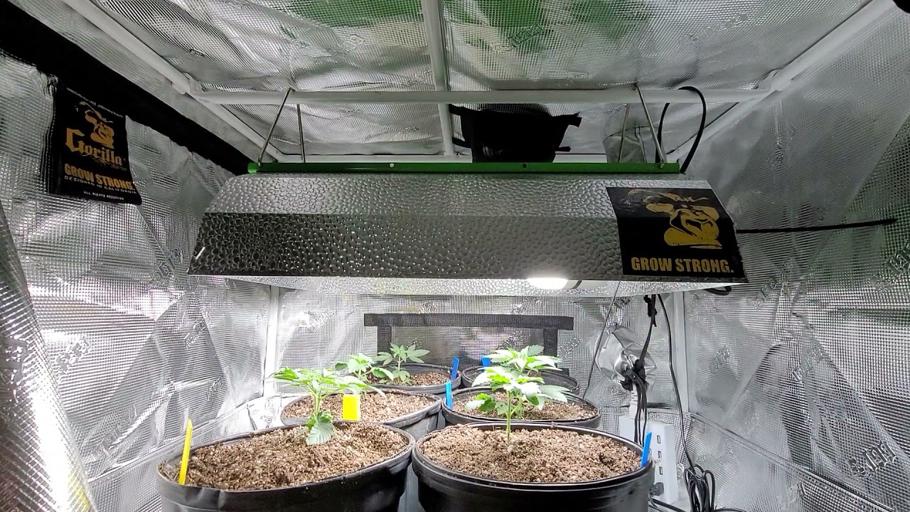 Seedlings🌱 to 1Gal pots. Oreo1.0 x GMO Update potential Mothers of Peach Skunk🍑🦨 deadpanhead Artizen