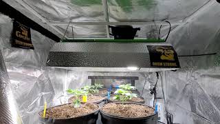 Seedlings🌱 to 1Gal pots. Oreo1.0 x GMO Update potential Mothers of Peach Skunk🍑🦨 deadpanhead Artizen