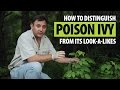 Comment distinguer poison ivy de ses sosies