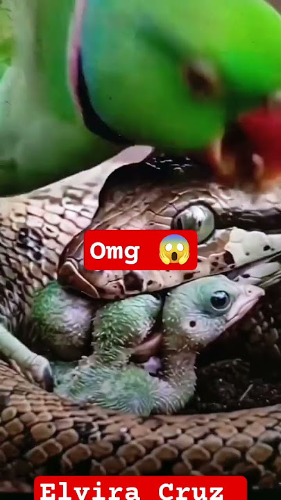 #shrort #babyanimals #pusoan #omg shocking see how the mother save the baby 😱 for snake 😱