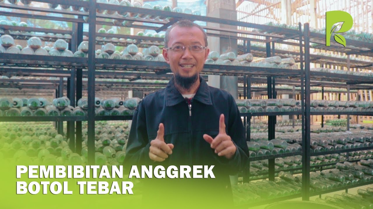 Cara Menebar Bibit Anggrek dalam Botol - Hasanudin Orchids