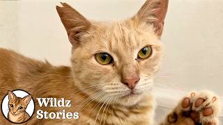 I adopted a test lab cat. Here's what happened.