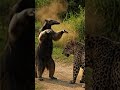 Unbelievable! Giant Anteater Stands Up to a Jaguar in the Wild Jungle! 🐆😱