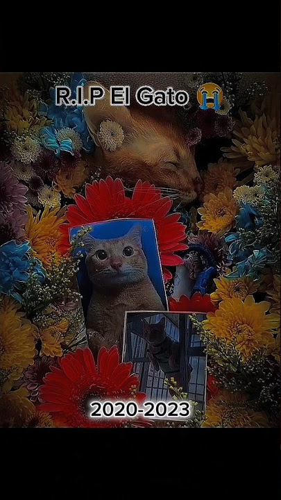 R.I.P. El Gato 😭 #meme #elgato #rip #cat #stickman44