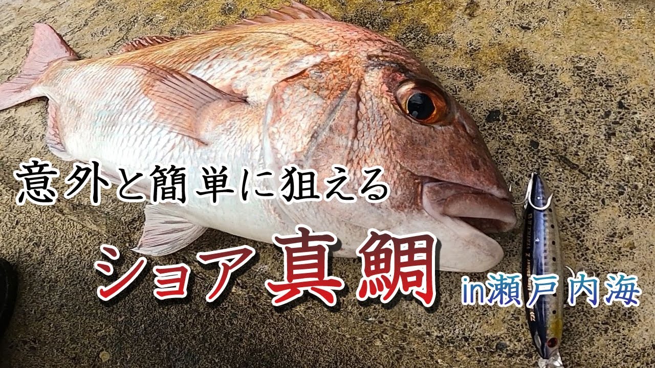 【ショア真鯛釣り】プラグでショアから真鯛を狙って釣りしてみました