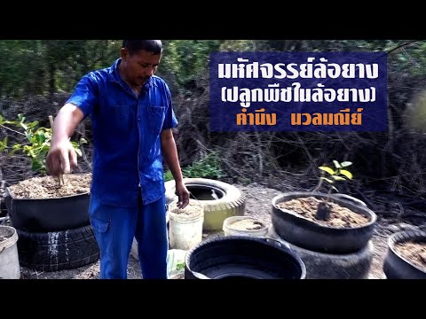 มหัศจรรย์ล้อยาง(ปลูกพืชในล้อยาง) โดย คำนึง นวลมณีย์