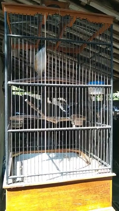 cendet gacor niruin suara kucing 🐱