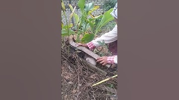 there are sharp-haired animals in bamboo #shortvideo #birds #nest #woodscraft #viralvideo #animals