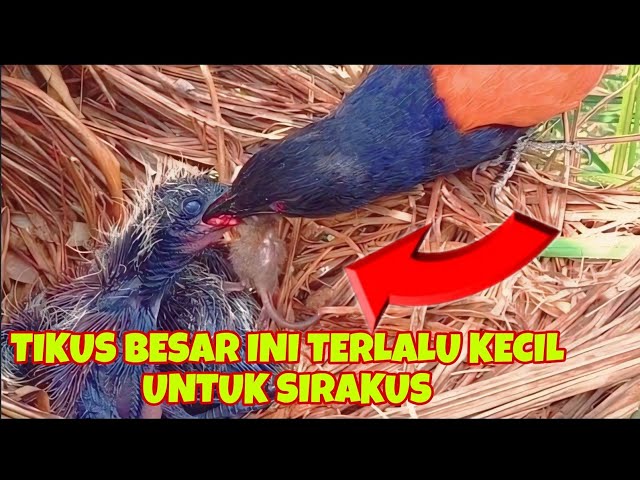 TIKUS BESAR BELUM HABIS DITELAN SUDAH LANJUT MAKAN LAGI class=