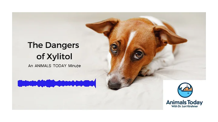 The Dangers of Xylitol for Your Pets - Animals Tod...