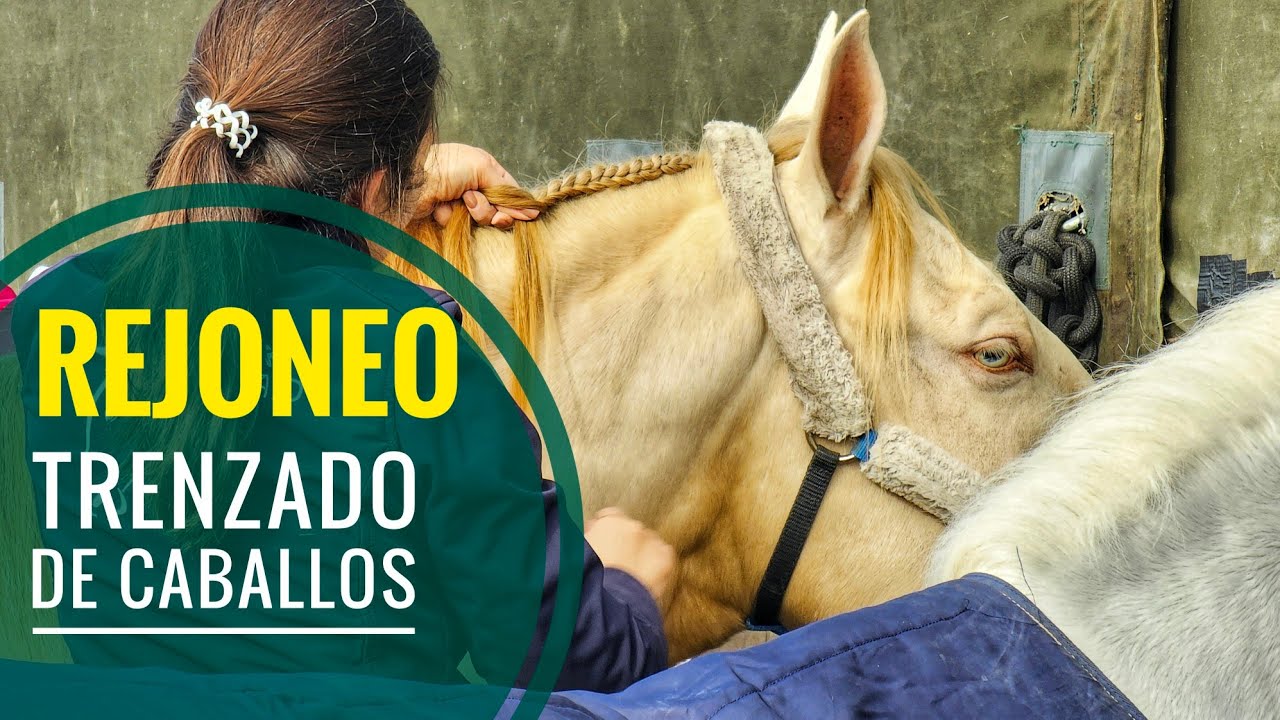 CABALLOS DE REJONEO I LEA VICENS RUI FERNANDES Preparación trenzado Corrida de Toros Cartaya 2025