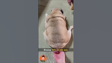 Những sai lầm ngớ ngẩn khi chăm sóc chó mèo (Phần 2) #shorts #tuitienpet #pets #dog #cat