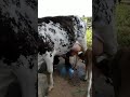 Separando a vaca parida do gado.