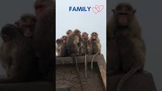 Monkey Family